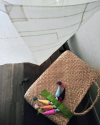 コチュノリゲ (5個付き)
