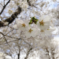 朝の散歩道ー桜満開 (春は奇跡)

